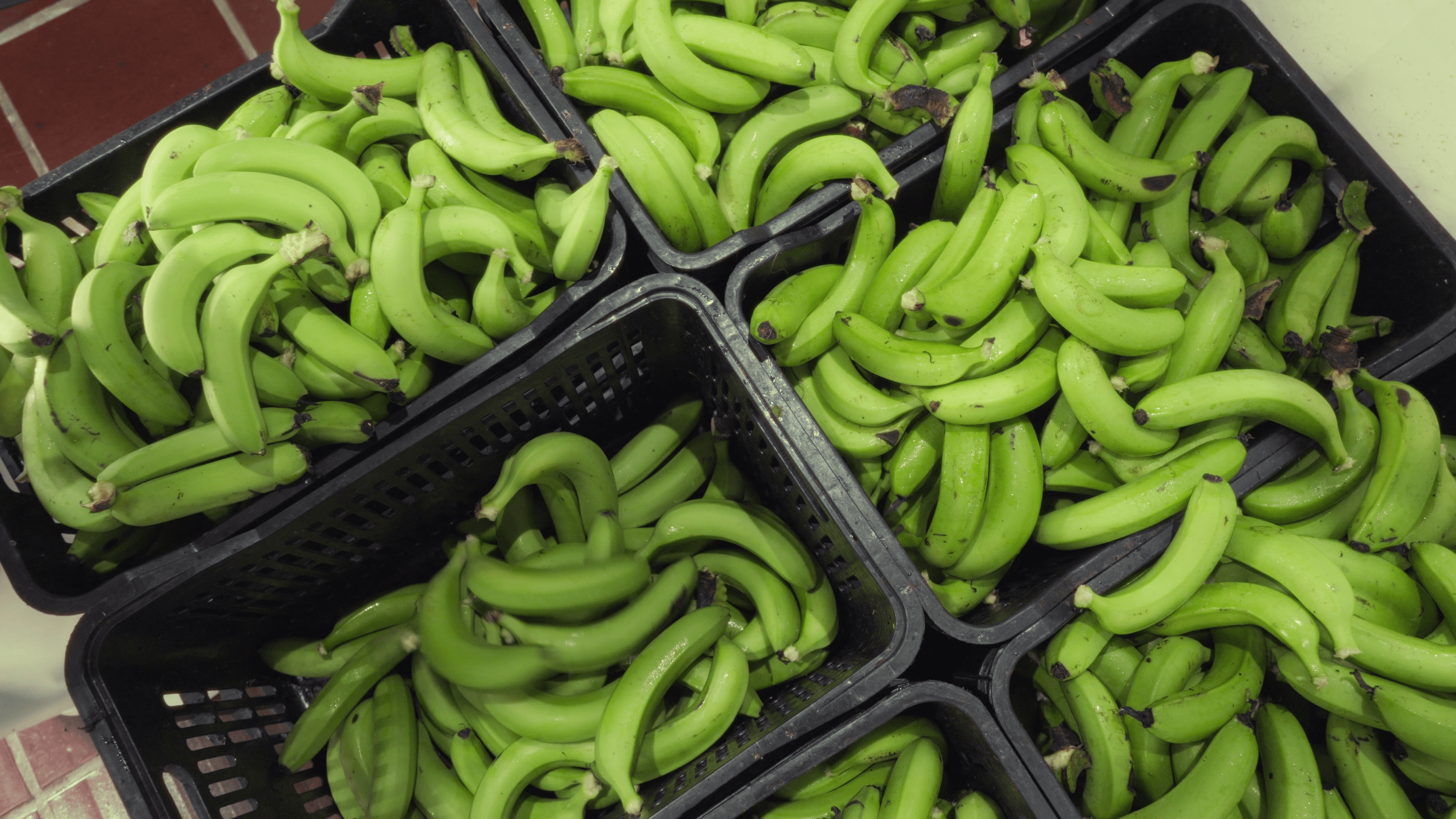 Alere Gourmet frame 3