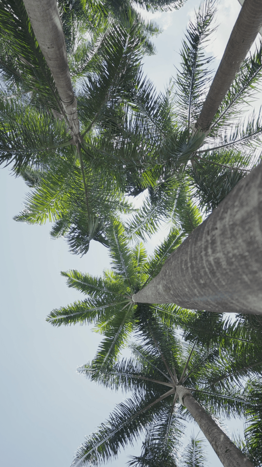 Pátio Higienópolis frame 5